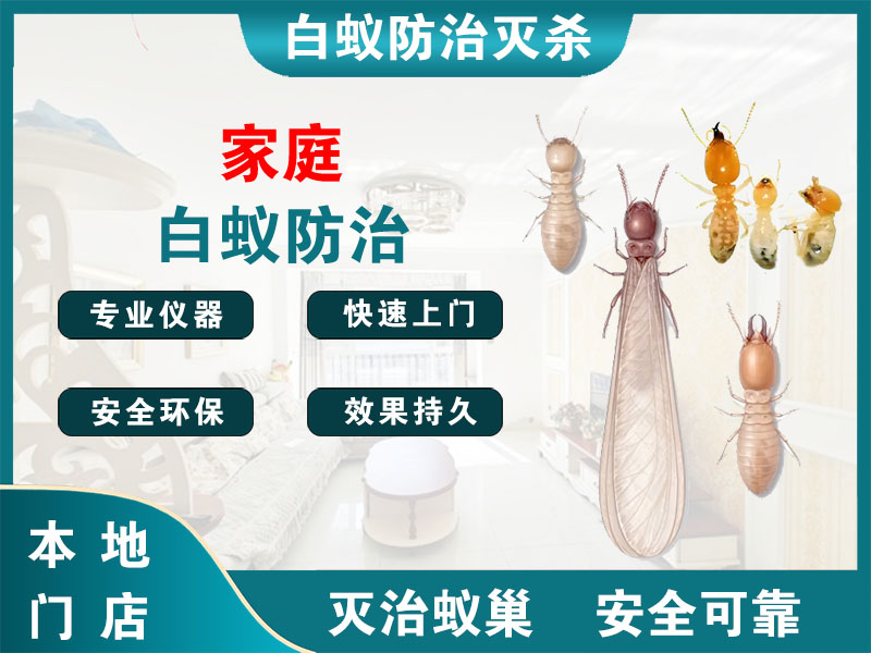 平湖家庭白蚁防治
